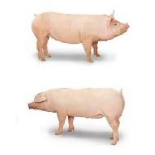 L200 Yorkshire y L400 Landrace