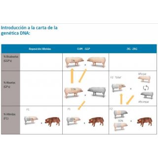 Sistemas de Reposición