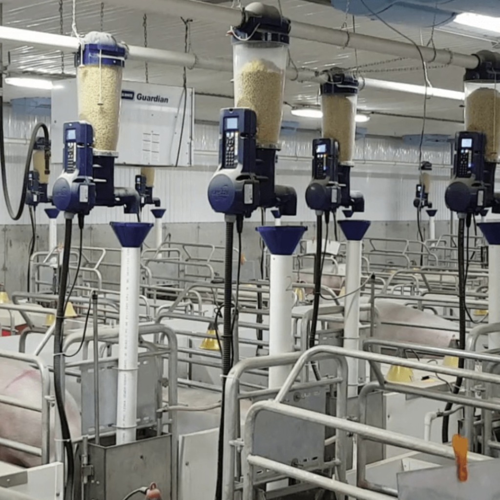 GESTAL Quattro: Feeding System for Farrowing Sows