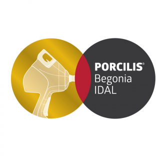Porcilis® Begonia IDAL