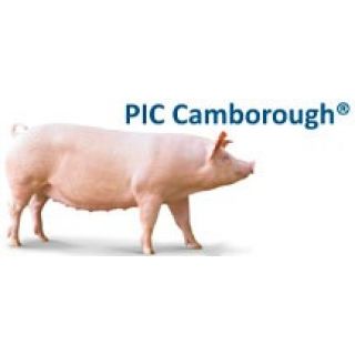 PIC Camborough<sup>®</sup>