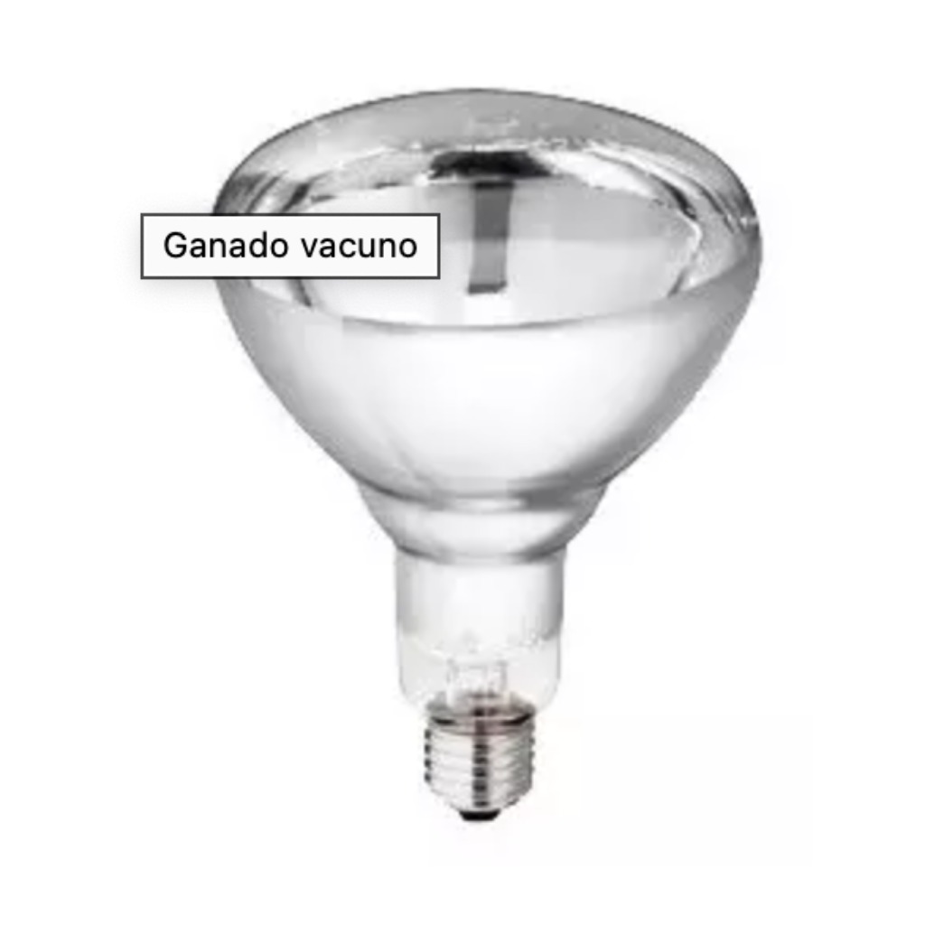 Philips red heating bulb 150 Watt HG 10 pcs