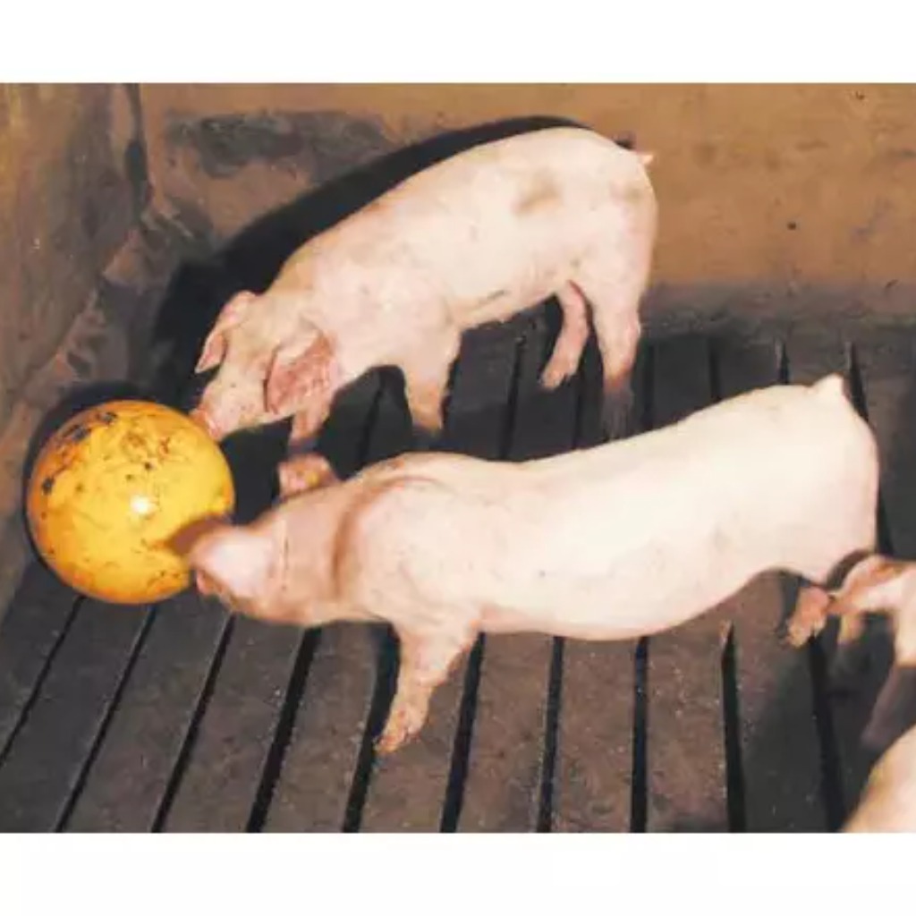 Brinquedo de leitão, bola de 30 cm