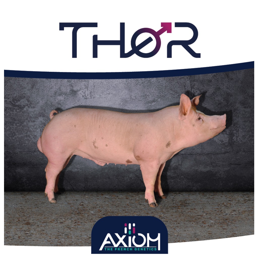 Thor