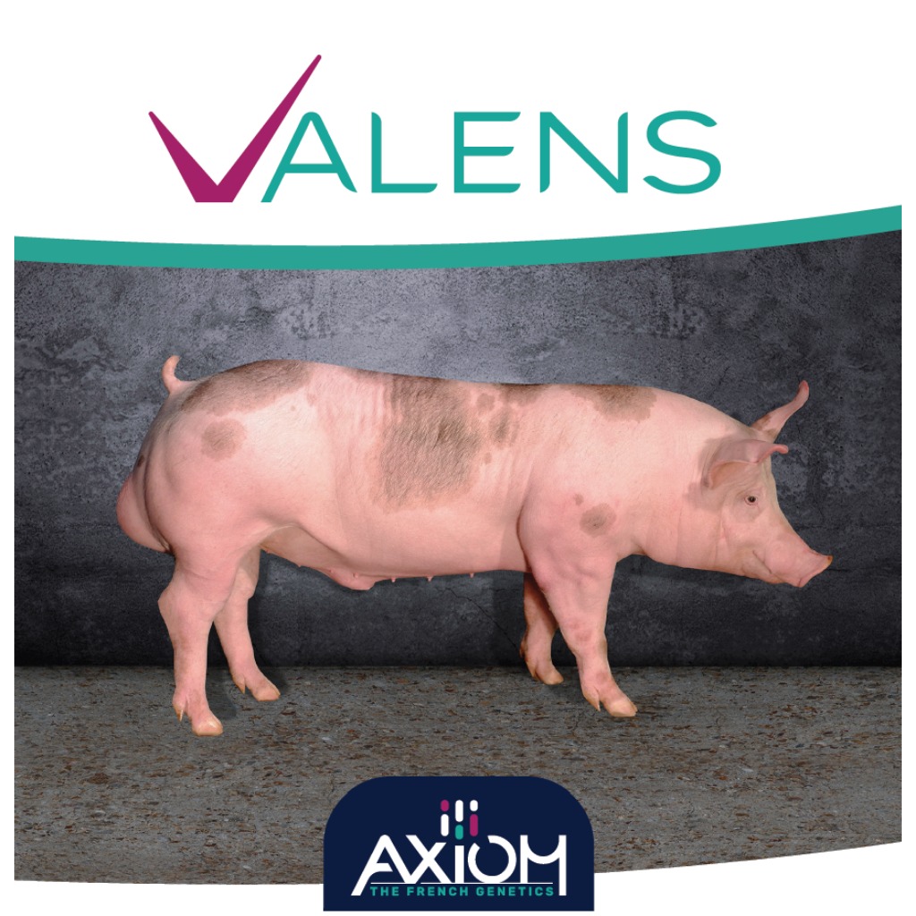 Valens