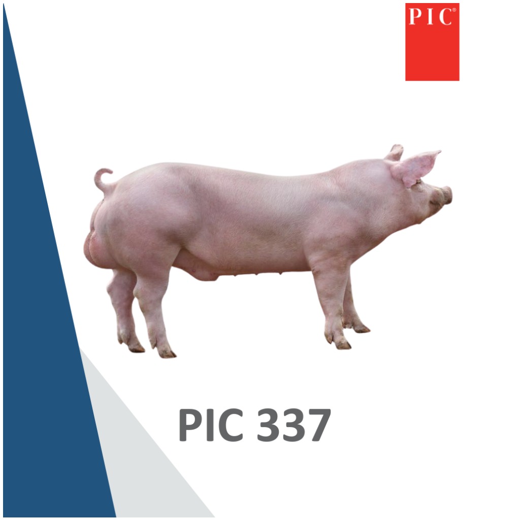 PIC 337
