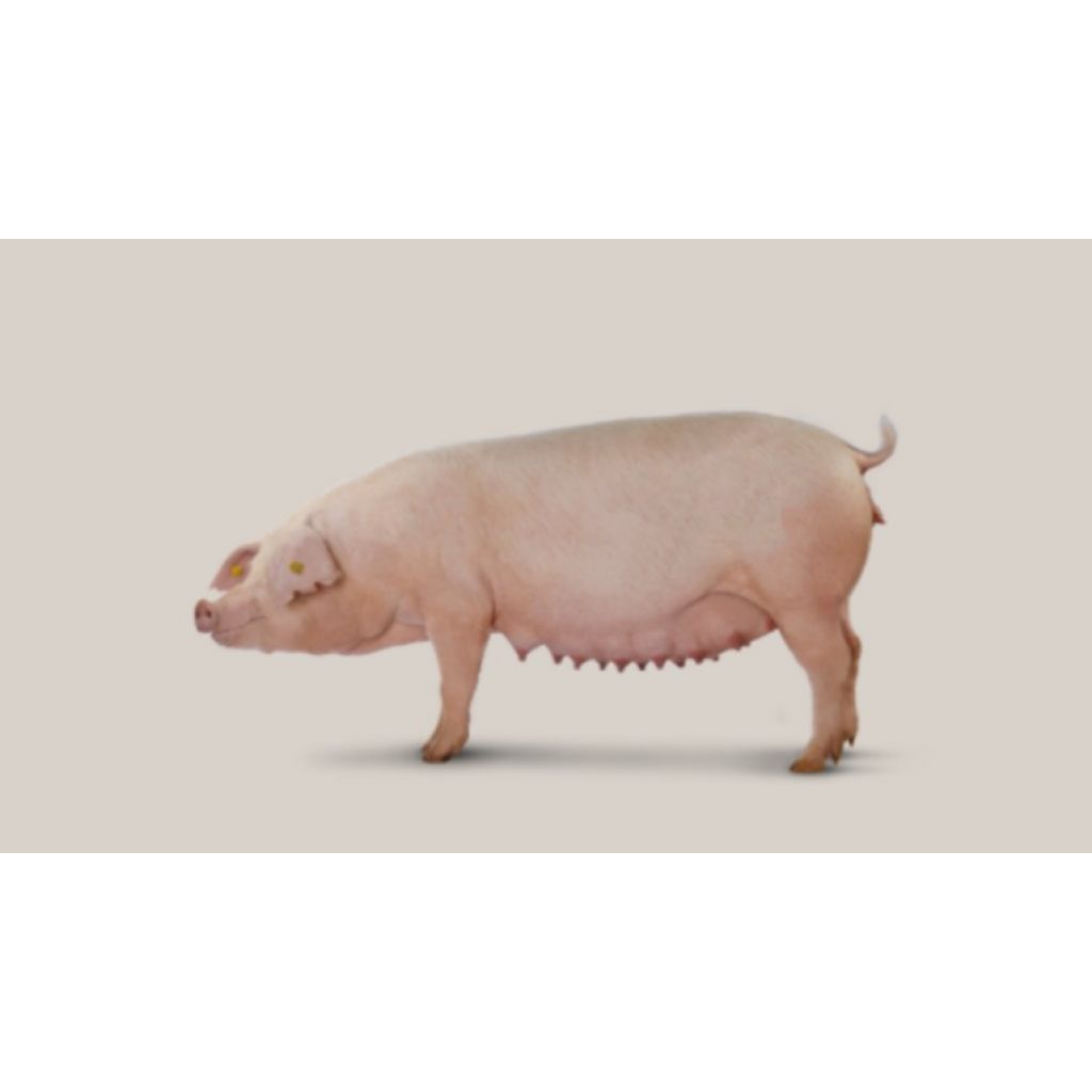 Cerda Landrace DanBred 