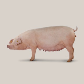 Landrace DanBred
