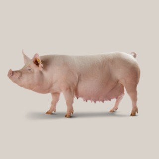Yorkshire DanBred