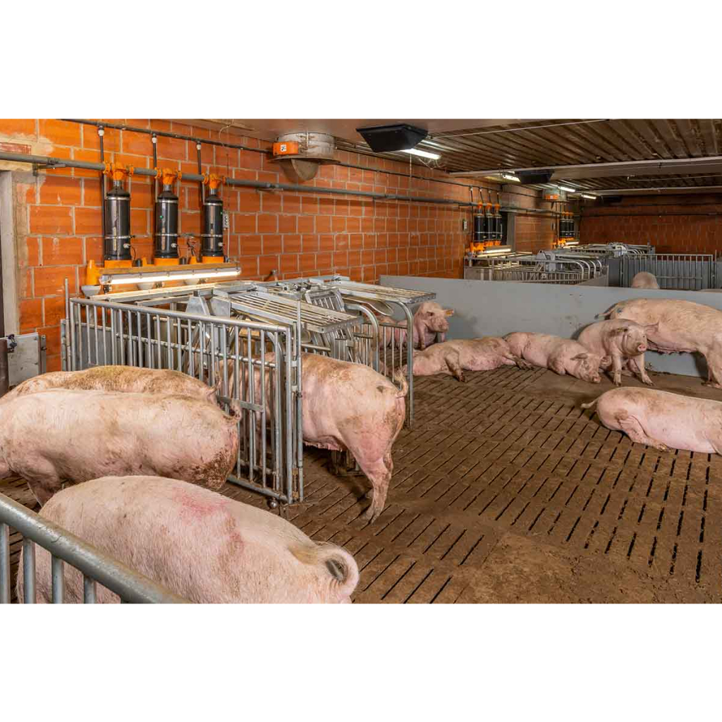 CallBackpro alimentación a demanda con jaula de autobloqueo para manejo en grupo de cerdas gestantes