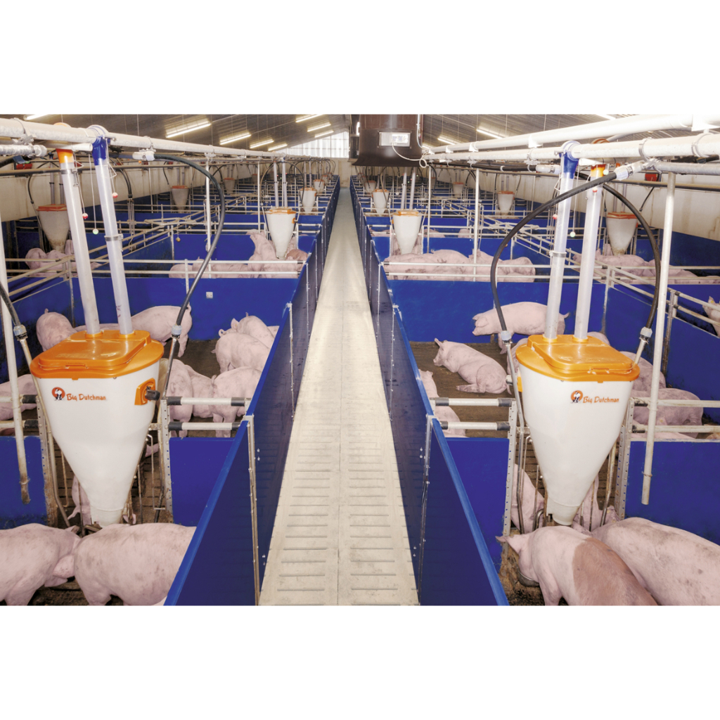 Instalaciones porcinas para la cría moderna de cerdos de destete y engorde