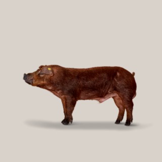 Duroc DanBred