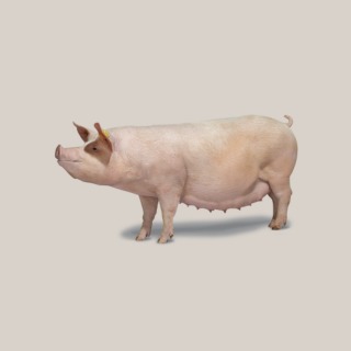 Híbrida DanBred