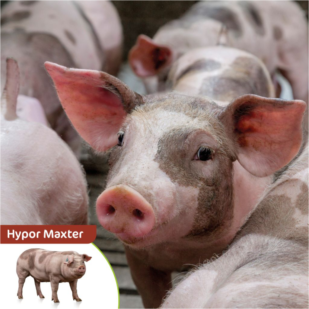 Hypor Maxter