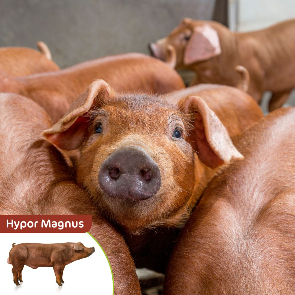 Hypor Magnus