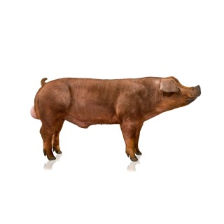 Hypor Magnus