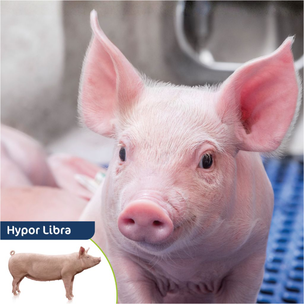 Hypor Libra