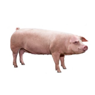 Hypor Landrace