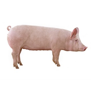 Hypor Large White