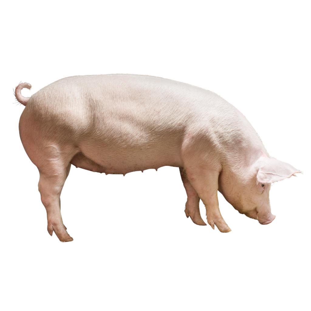 Danish Hybrid