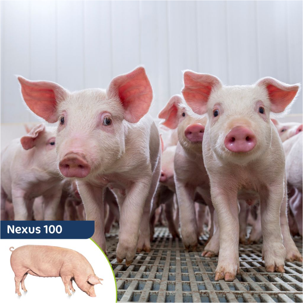 Nexus 100