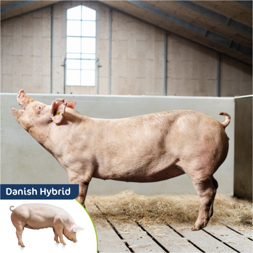 Danish Hybrid