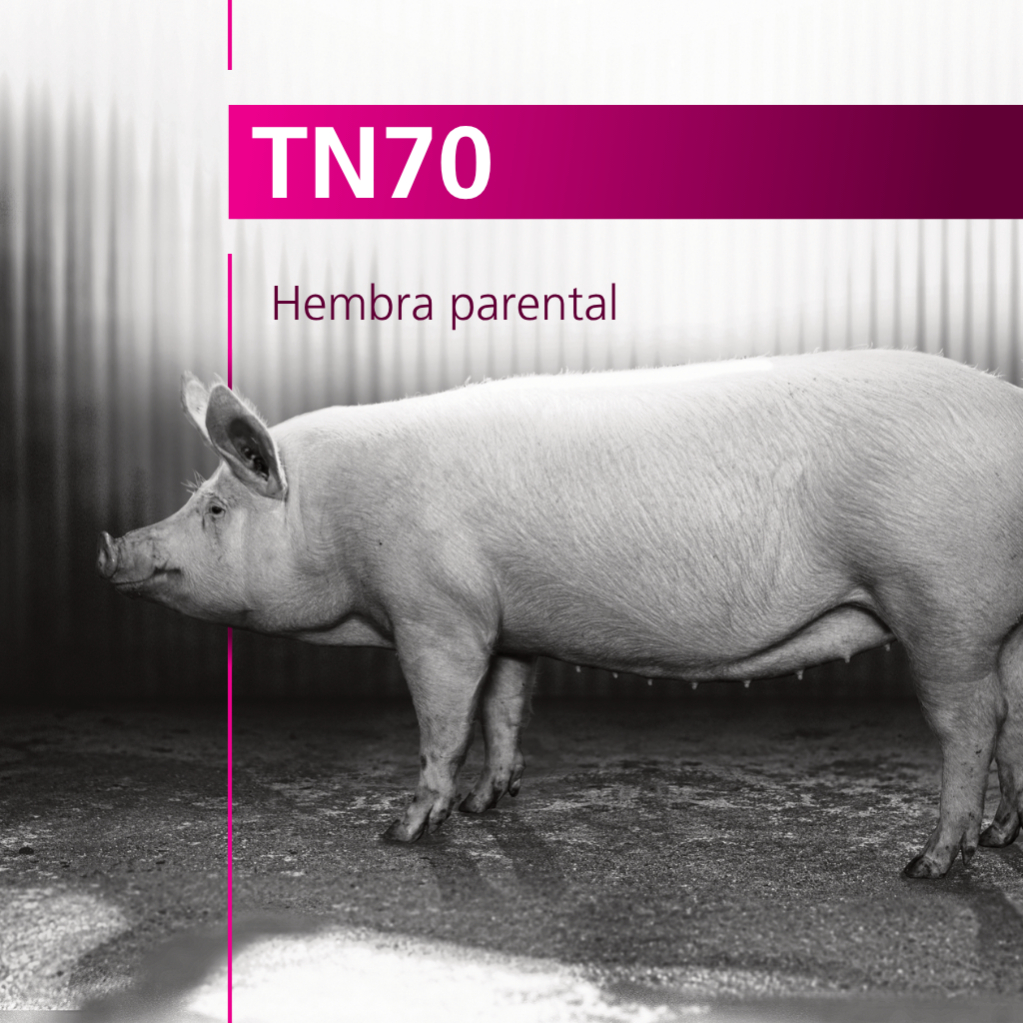 TN70 Hembra parental