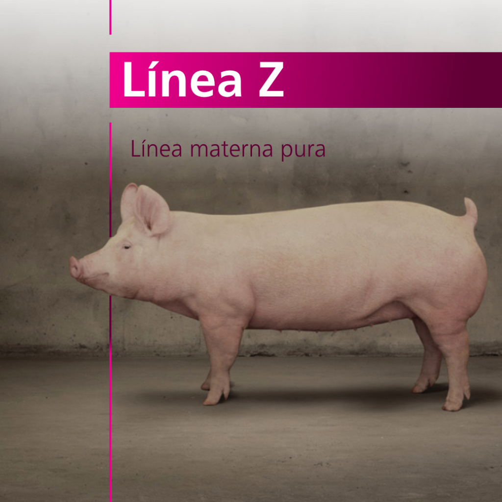 Línea Z