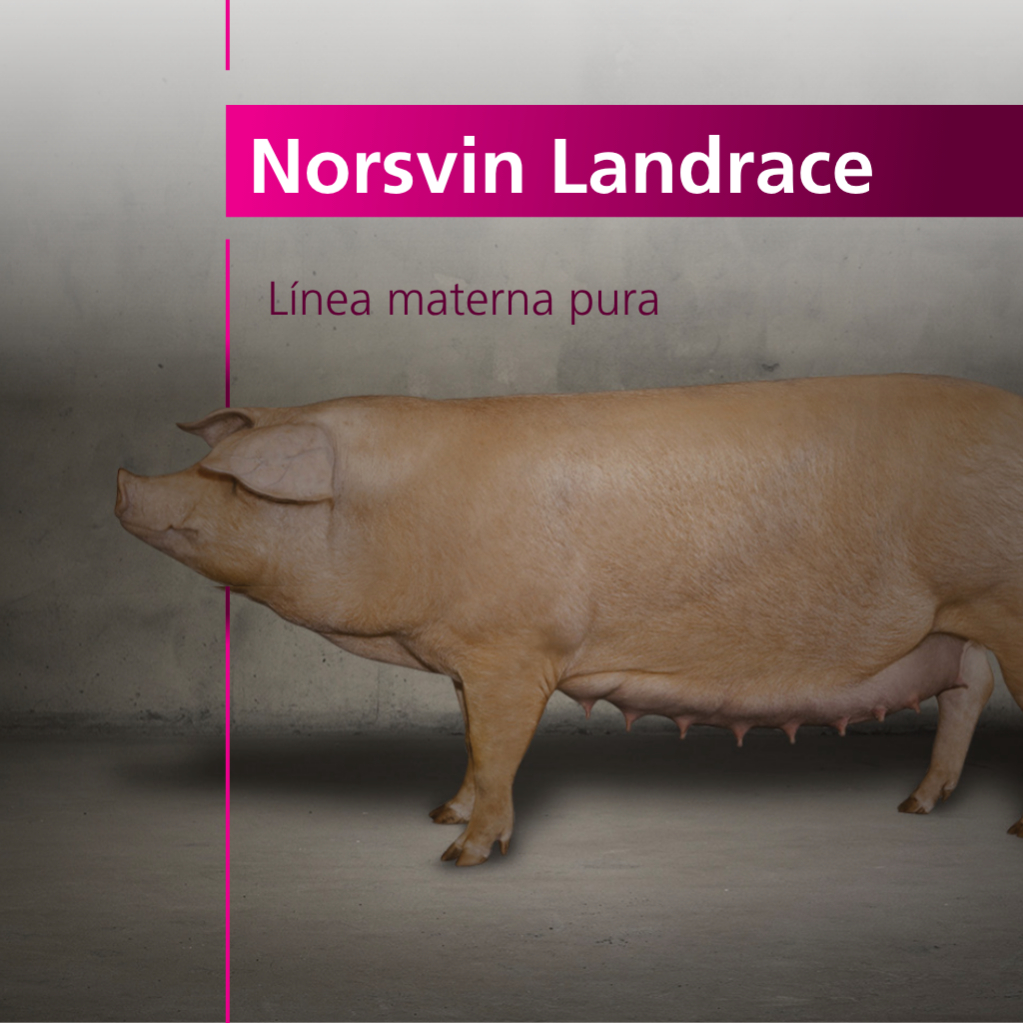 Norsvin Landrace