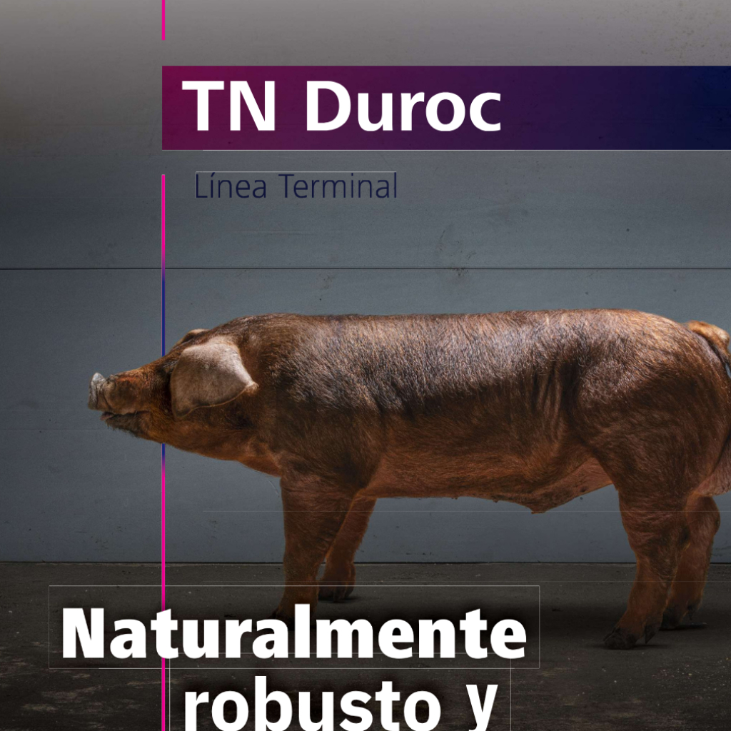 TN Duroc