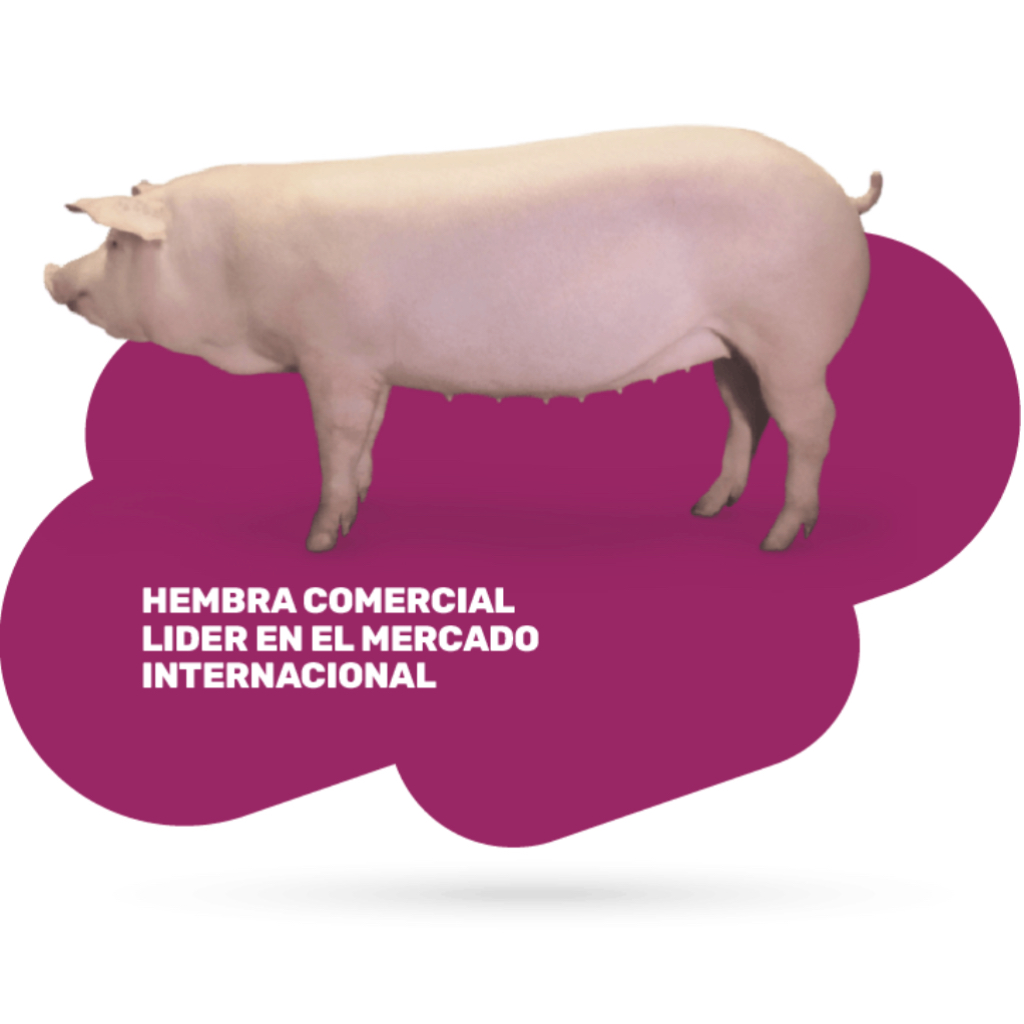 Cerda híbrida CG36
