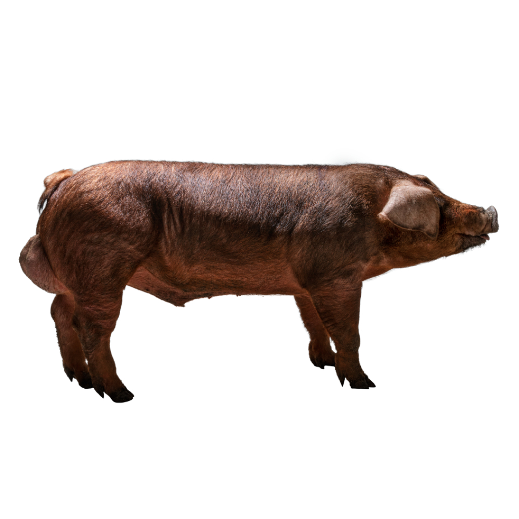TN Duroc