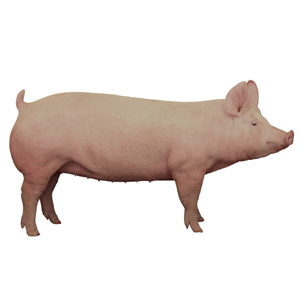 Línea Z