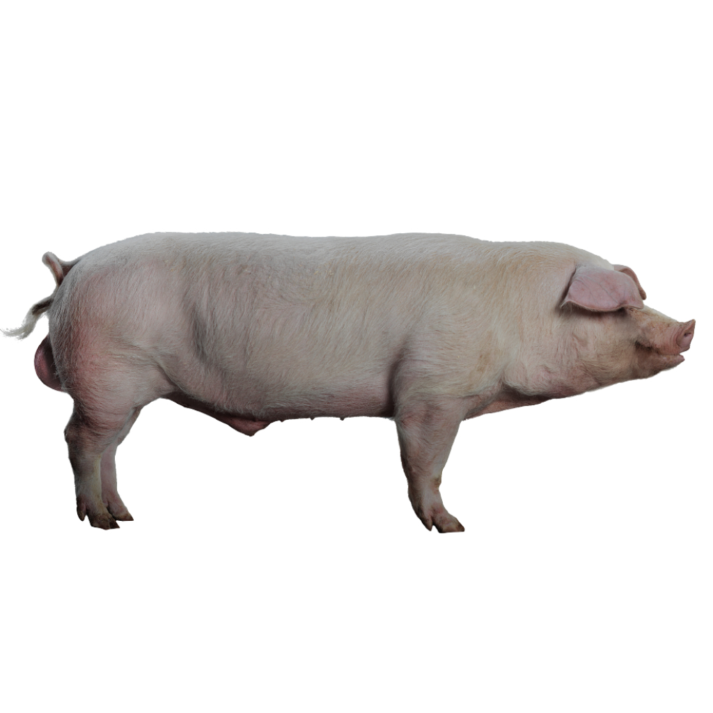 Norsvin Landrace