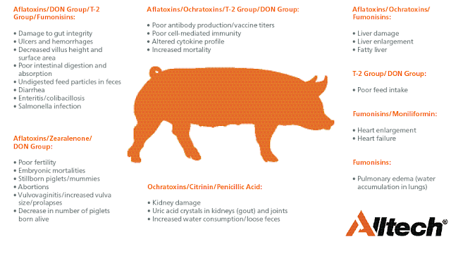 Micotoxinas & Porcino