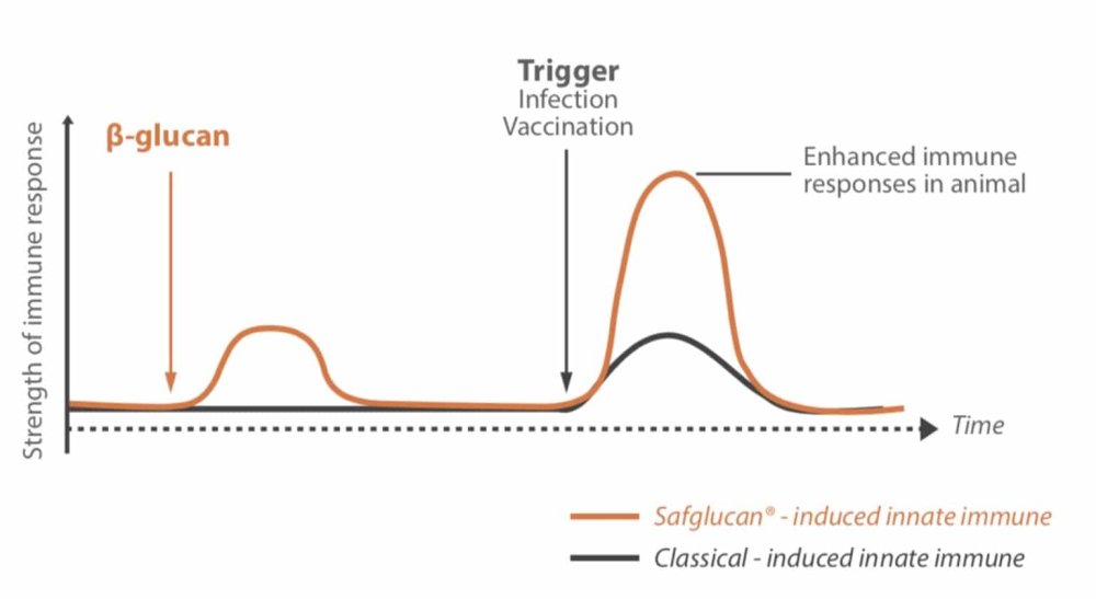 Figure 1 – How Safglucan® induces a small initial response, needed to train and prepare the innate immune cells for an actual infection.