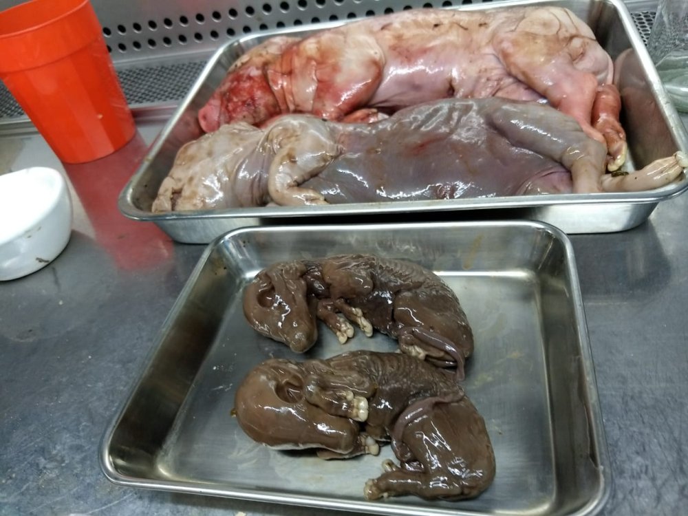 imagen de nacidos muertos y momificados