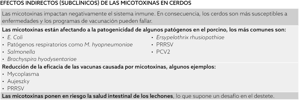 Mycotoxins in pigs_Los Efectos Indirectos