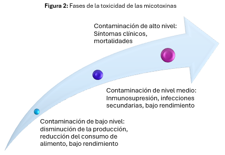 20250414_Kemin Mycotoxin article ESP_Figura 2