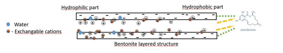 Bentoniet_Figuur 4: Werkingsmechanisme van bentoniet met apolaire mycotoxinen (ZEA)