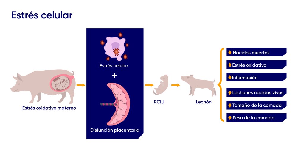 Oxidative stress in sows Pigs333