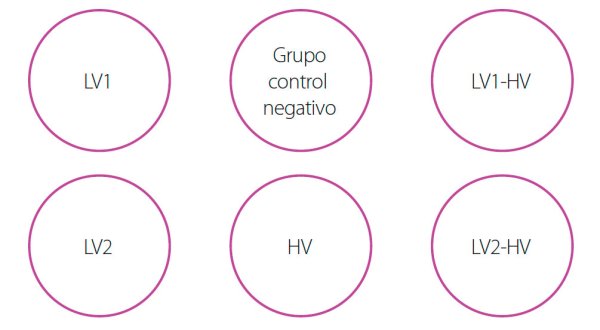 Distribución de los cerdos en el estudio