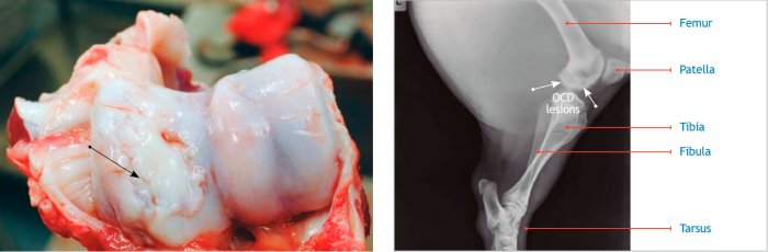 Imagen 1. Osteoconcdrosis (OCD) de los cóndilos (flecha) del húmero asociada a un crecimiento excesivo y un peso corporal elevado al momento de la primera cubrición. Proyección latero-medial del fémur con lesiones condilares radiolúcidas (flechas).