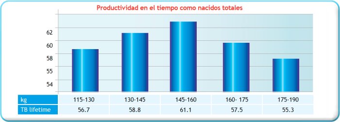 Gráfica 1. Peso a la cubrición (Kg) frente a vida productiva expresada como total de nacidos (TB lifetime)