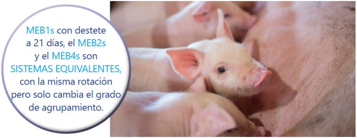 MEB1s con destete a 21 días, el MEB2s y el MEB4s son SISTEMAS EQUIVALENTES, con la misma rotación pero solo cambia el grado de agrupamiento