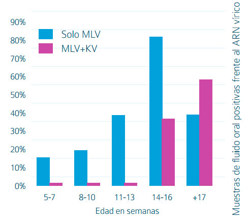 Figura 1. Porcentaje de muestras de fluidos orales positivas a PRRSV de los lechones en diferentes grupos de edad (Bolvent et al., 2016).