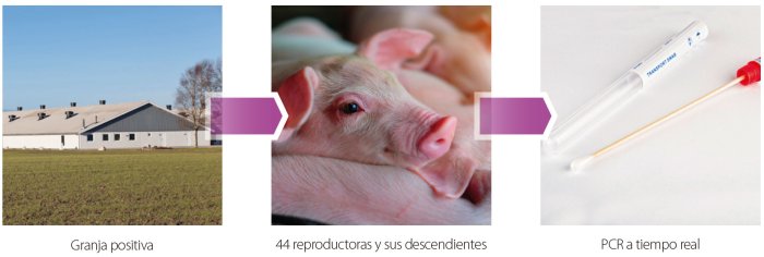 Detección de Mycoplasma hyopneumoniae en cerdas de reposición infectadas de forma natural