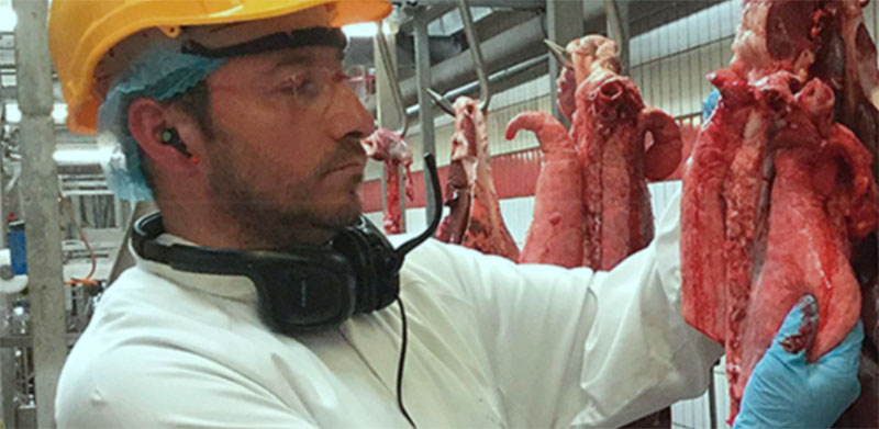 Revisión de pulmones porcinos en matadero