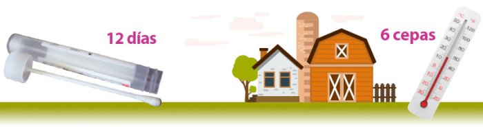 Hisopo, granja, termómetro