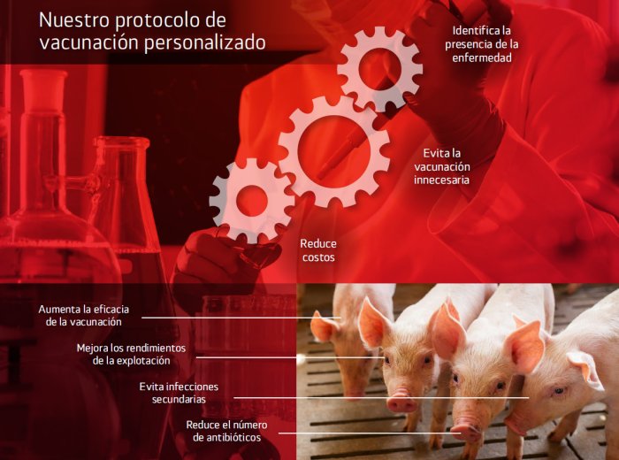 Protocolo de vacunacion personalizado frente al PRRS